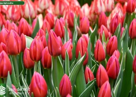 Tulipa Aphrodite ® (3)